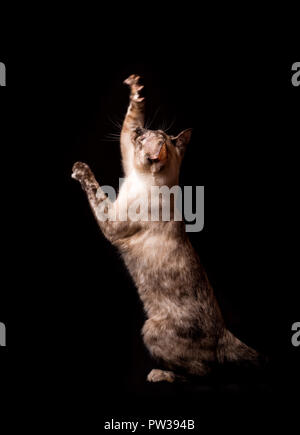 Seitenansicht eines Tortie Point Siamesische Katze erreichen oben in der Luft, auf dunklem Hintergrund Stockfoto