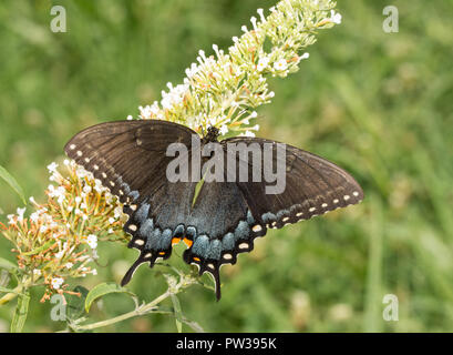 Schönen weiblichen dunklen morph von Tiger Swallowtail Bestäubung eine Butterflybush Stockfoto