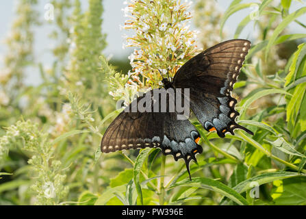 Dunkle morph der weiblichen Eastern Tiger Swallowtail butterfly Fütterung auf einem weißen Sommerflieder in einem sonnigen Sommergarten Stockfoto