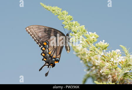 Ventrale Ansicht einer dunklen Morph der weiblichen Eastern Tiger Swallowtail butterfly Fütterung auf einem weißen Sommerflieder gegen den blauen Himmel Stockfoto