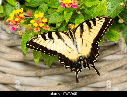 Männliche Eastern Tiger Swallowtail butterfly Fütterung auf Lantana Blüten im Sommergarten Stockfoto
