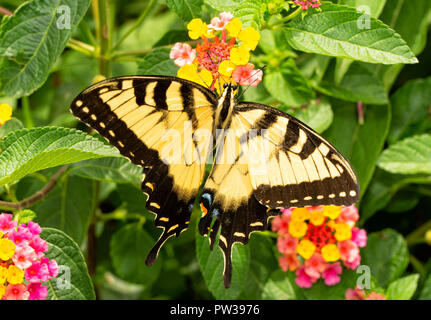 Schön gelb und schwarz Eastern Tiger Swallowtail butterfly Bestäubung eine bunte Lantana Blume Stockfoto