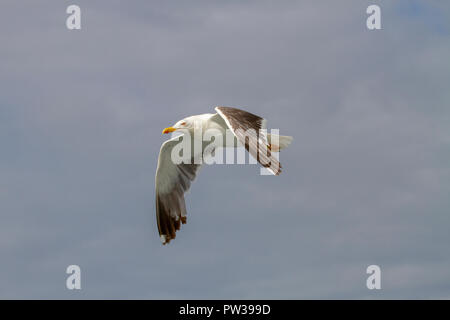 Weniger schwarz-backed Möwe im Flug Stockfoto