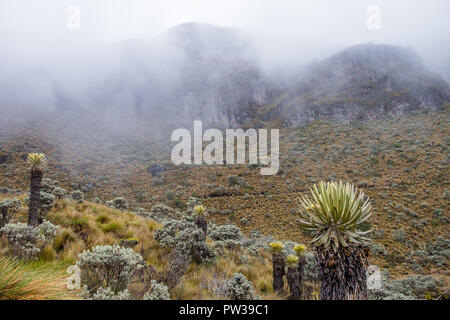 SANTA ISABEL-LOS NEVADOS NATIONALPARK - Kolumbien Stockfoto