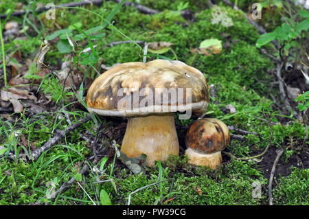 Boletus aereus, dunkle Cep, Steinpilze aus einem Eichenwald in der Nähe von Thessaloniki Griechenland. Eine Auswahl essbarer Pilz Stockfoto