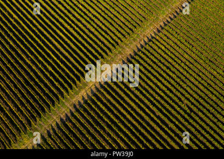 Antenne drone Blick auf Weinberg am späten Nachmittag Leuchten Stockfoto