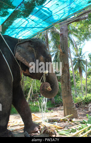 Elefant Stockfoto