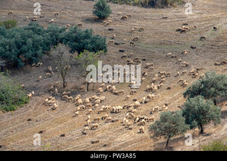 Eine Herde von Chois Schafe auf Ackerland ausserhalb des Dorfes Fyti, in der Region von Paphos Zypern Stockfoto