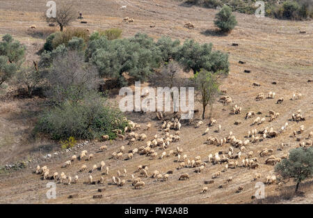 Eine Herde von Chois Schafe auf Ackerland ausserhalb des Dorfes Fyti, in der Region von Paphos Zypern Stockfoto