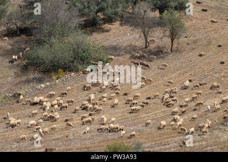 Eine Herde von Chois Schafe auf Ackerland ausserhalb des Dorfes Fyti, in der Region von Paphos Zypern Stockfoto