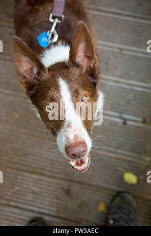 Porträt Erfassen der Australischen kurzhaarigen roten Border Collie zu Kamera, während sie immer noch an der Leine, während der Herbst Morgen Spaziergang im Park. Stockfoto