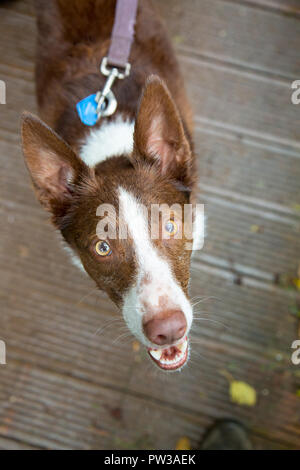 Porträt Erfassen der Australischen kurzhaarigen roten Border Collie zu Kamera, während sie immer noch an der Leine, während der Herbst Morgen Spaziergang im Park. Stockfoto