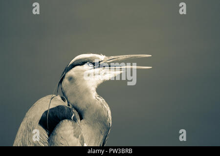 Outdoor detaillierte monochrome portraof einen isolierten Jagd Reiher Reiher natürlichen Hintergrund - bereit zu fangen, symbolische und bildliche Wahrnehmung, Konzentration, Aufmerksamkeit, vorsichtig. Stockfoto