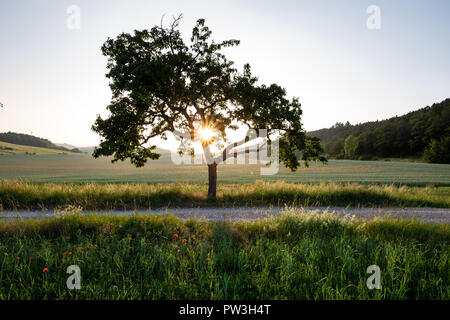 Mohn im Kornfeld Stockfoto