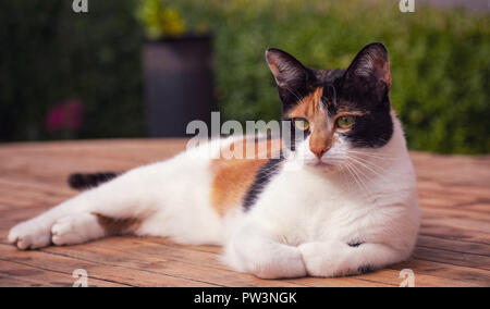 Schildpatt Calico Cat in der Sonne liegend Stockfoto