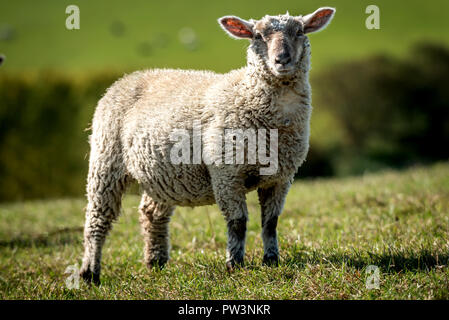 Ein Schaf auf der South Downs in Sussex Stockfoto