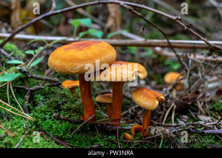 Orange Pilze, Fliegenpilze gefunden in Holz. Stockfoto