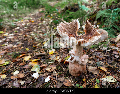 Große Wild Mushroom, Fliegenpilz gefunden in Holz Stockfoto