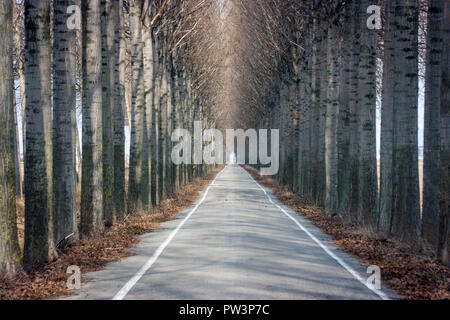 Horizontale Ansicht einer langen geraden Landstraße durch hohe Bäume im Winter in der Nähe von Torviscosa, Friaul, Italien gefüttert Stockfoto