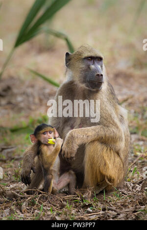 YELLOW BABOON (Papio cynocephalus) Jungen spielen mit Blume mit Mutter, gorongosa National Park, Mosambik. Stockfoto