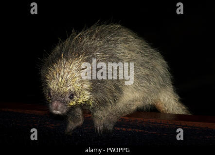 Haariger Zwerg oder STACHELIGEN BAUM PORCUPINE (coendou Spinosus) Nachts, Ilha Grande, Rio de Janeiro, Brasilien. Stockfoto