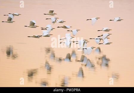 Kuhreiher (Bubulcus ibis) Herde im Flug bei Sonnenuntergang, Lake Urema, gorongosa National Park, Mosambik. Stockfoto