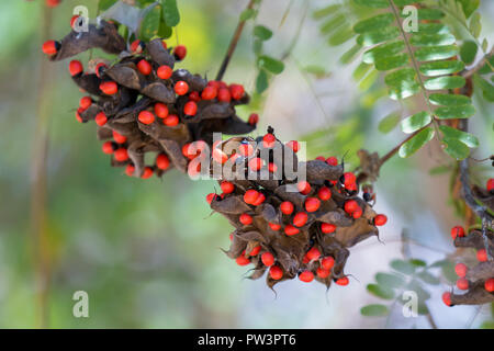 'S CRAB AUGE (Abrus precatorius) Samenkapseln, gorongosa National Park, Mosambik. Stockfoto