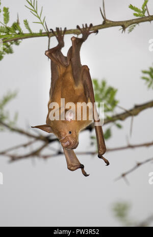 Gestreifte Blätter - GEROCHEN BAT (Hipposideros vittatus) Gorongosa National Park, Mosambik. Stockfoto