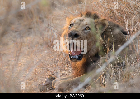 Afrikanischer Löwe (Panthera leo) verletzten Mann in eine Pfote in einem Wilderer Snare verloren, gorongosa National Park, Mosambik. Gefährdete Arten. Stockfoto