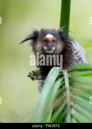 Schwarz GETUFTETE - OHR MARMOSETTEN (Callithrix penicillata) mit Beute, Ilha Grande, Brasilien, Südamerika. Stockfoto