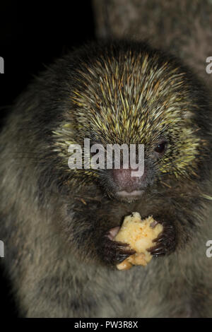 Haariger Zwerg oder STACHELIGEN BAUM PORCUPINE (coendou Spinosus) Fütterung auf Banane in der Nacht, Ilha Grande, Rio de Janeiro, Brasilien. Stockfoto