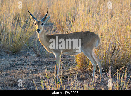 Süd- oder gemeinsamen RIEDBÖCKE (Redunca arundinum) Gorongosa National Park, Mosambik Stockfoto