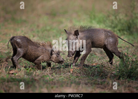 Gemeinsame WARZENSCHWEIN (Phacochoerus africanus) zwei Jungen spielen, gorongosa National Park, Mosambik. Stockfoto