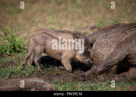 Gemeinsame WARZENSCHWEIN (Phacochoerus africanus) junge säuglinge, gorongosa National Park, Mosambik. Stockfoto