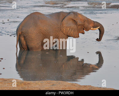 Afrikanischer Elefant Stockfoto