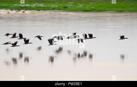 WHITE-FACED WHISTLING DUCK (Dendrocygna viduata) Herde im Flug, Lake Urema, gorongosa National Park, Mosambik. Stockfoto