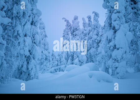 Finnland. Am Abend Winter Forest. Eine Menge Schnee auf dem Boden und Zweige Stockfoto