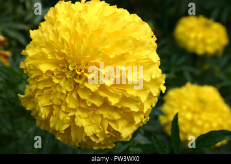 Gelb Tagetes erecta, der Mexikanischen Azteken ringelblume Ringelblume oder Stockfoto