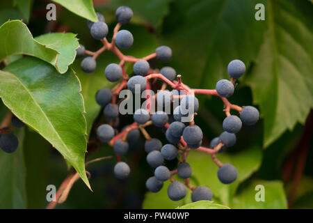 Früchte von wildem Wein, Parthenocissus Subtomentosa Stockfoto