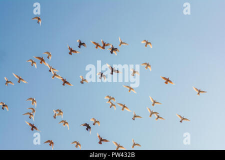 Flying Herde von Tauben geschossen von einem niedrigen Winkel, wunderschönen blauen Himmel, Freiheit Konzept. Flying Herde von weissen Tauben. Stockfoto