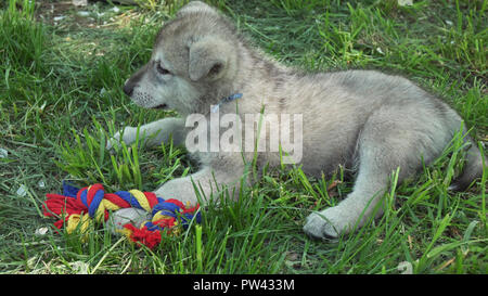 Schön amüsante Hundewelpen der Saarloos wolfhound auf der grünen Wiese im Park Stockfoto