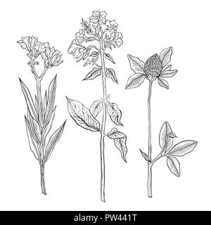 Hand Blumen und Pflanzen gezogen Stock Vektor