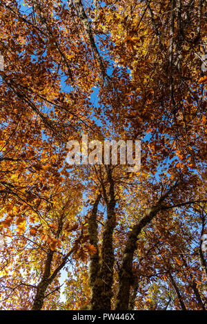 Buche Wald im Herbst mal einen sonnigen Tag. Low Angle View von Zweigniederlassungen Stockfoto