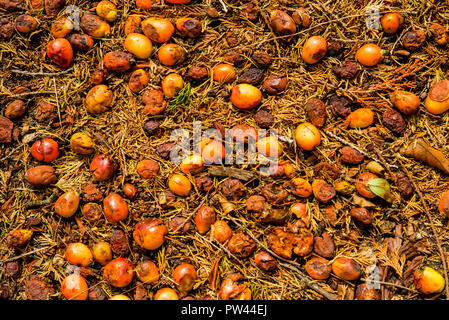 Gefallenen crabapples Mix mit toten Tannennadeln auf einem Bürgersteig in Southampton, England. Sie verkünder der Angriff des Falles und der Beginn der regenera Stockfoto