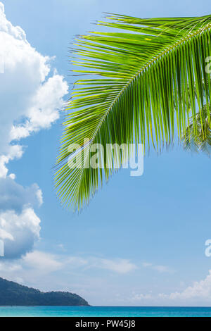 Palm Tree leaf Close-up Hintergrund. Tropical Beach Konzept mit Kopie Raum Stockfoto