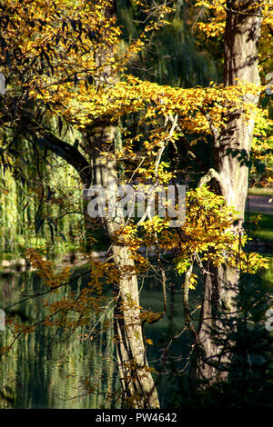 DE-BADEN-WÜRTTEMBERG: Herbst Stimmung in den Schlosspark Stockfoto