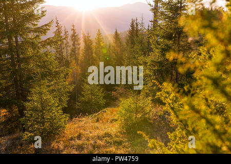 Schönen Sonnenaufgang Landschaft im Wald in den Karpaten, in der Ukraine. Stockfoto