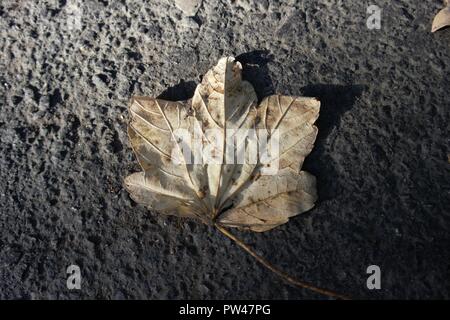 Sonne und Schatten auf dem Herbst Blatt Stockfoto