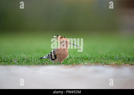 Eurasische Wiedehopf (Upupa Epops) Stockfoto