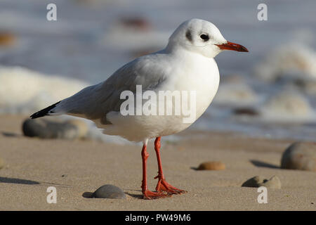 Möwe am Strand mit Kunststoff Angelschnur hervorstehende von Bill Stockfoto